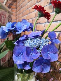 Local Grown Hydrangea