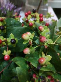 Local Grown  Hypericum