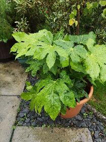 Local Grown Fatsia