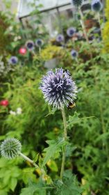 Something Special Echinops