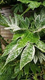 Local Grown Variegated Fatsia