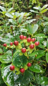 Something Special Hypericum