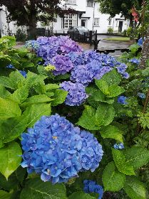 Local Grown Hydrangea