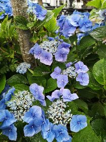 Hydrangea delivery