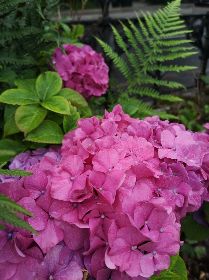 Garden flowers