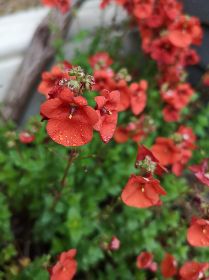 Blairgowrie Garden Flowers