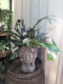Plants