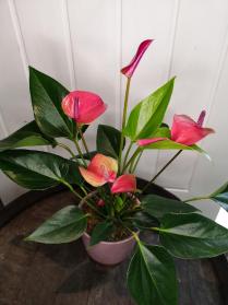 Anthurium Plant