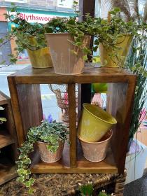 Ivy Plants Blairgowrie
