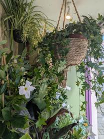 Hanging Plants