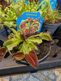 Carnivorous plants