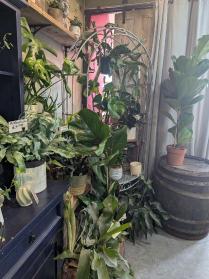 Home Jungle