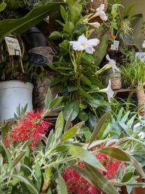 Lush Green plants