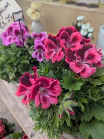 Garden Plants