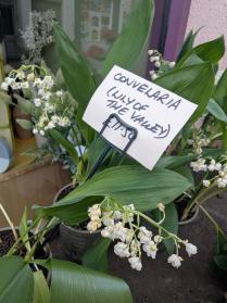 Lily of the Valley