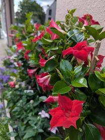 Red Blooms