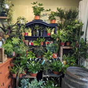 House Plants