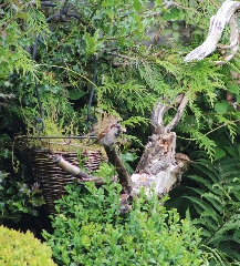 Feeding time in the Something Special Garden