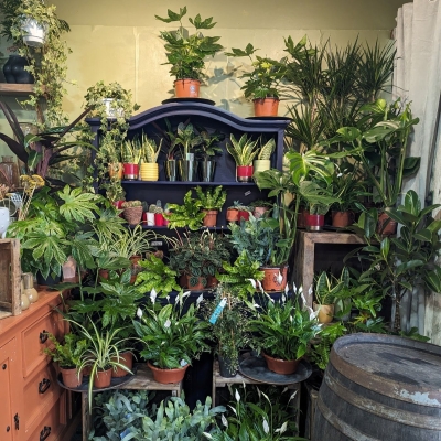 Plants Summer 2026