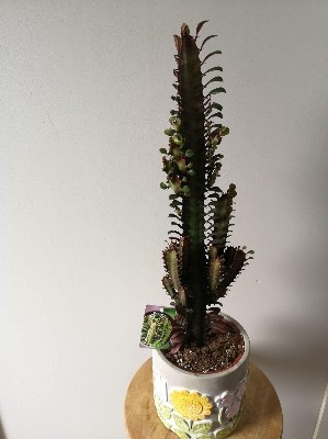 House Plants