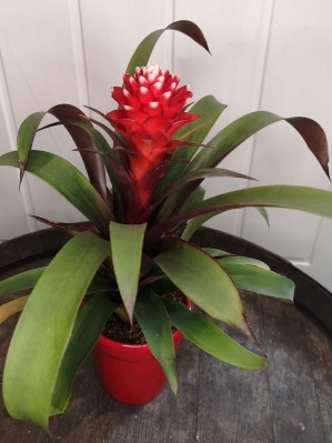 Bromiliad Guzmania