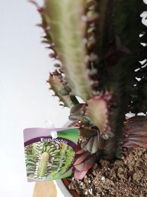 House Plants