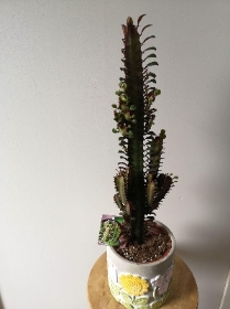House Plants