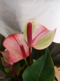 House Plants
