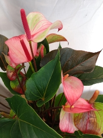 House Plants