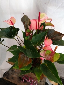 House Plants